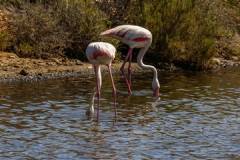 Flamingos.jpg