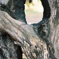 Alter Olivenbaum mit 'Durchblick' 3.JPG
